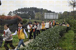 东城根街小学丨春游踏春季，小小制茶师